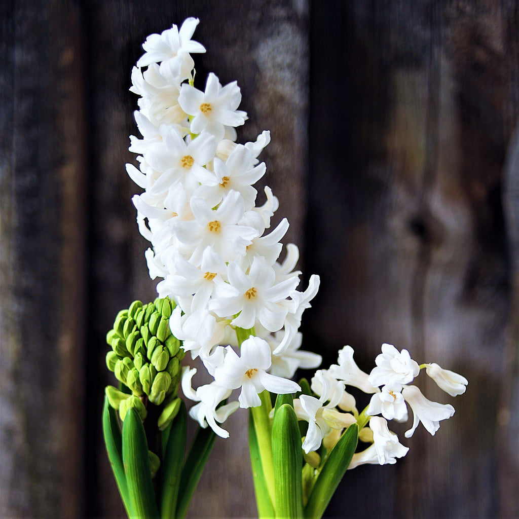 White Pearl Hyacinth Bulbs Blooms Species Growing Bonsai Roots Rhizomes Corms Tubers Potted Planting Reblooming Fragrant Garden Flower Seeds Plant Gardening