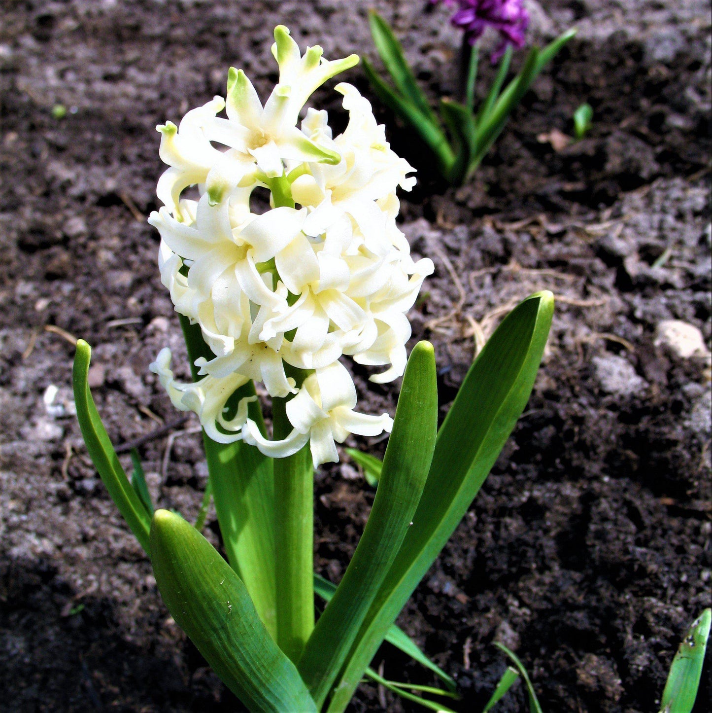 Hyacinth - White Pearl