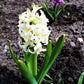 Hyacinth - Sweet Berries Mix