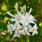 Lilium - Candidum Madonna Lily (Fragrant)