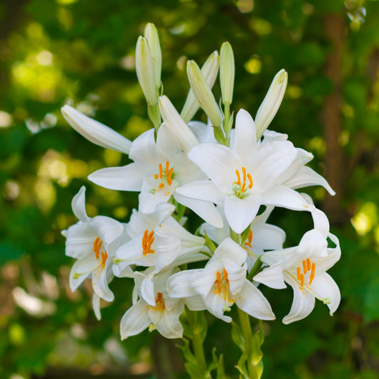 Lilium - Candidum Madonna Lily (Fragrant)