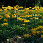 Yellow Aurea Lycoris Spider Lilies Bulbs Radiata Hurricane Lily Cluster Amayllis Growing Bonsai Roots Rhizomes Corms Tubers Potted Planting Reblooming Fragrant Garden Species Blooms Flower Seeds Plant Gardening