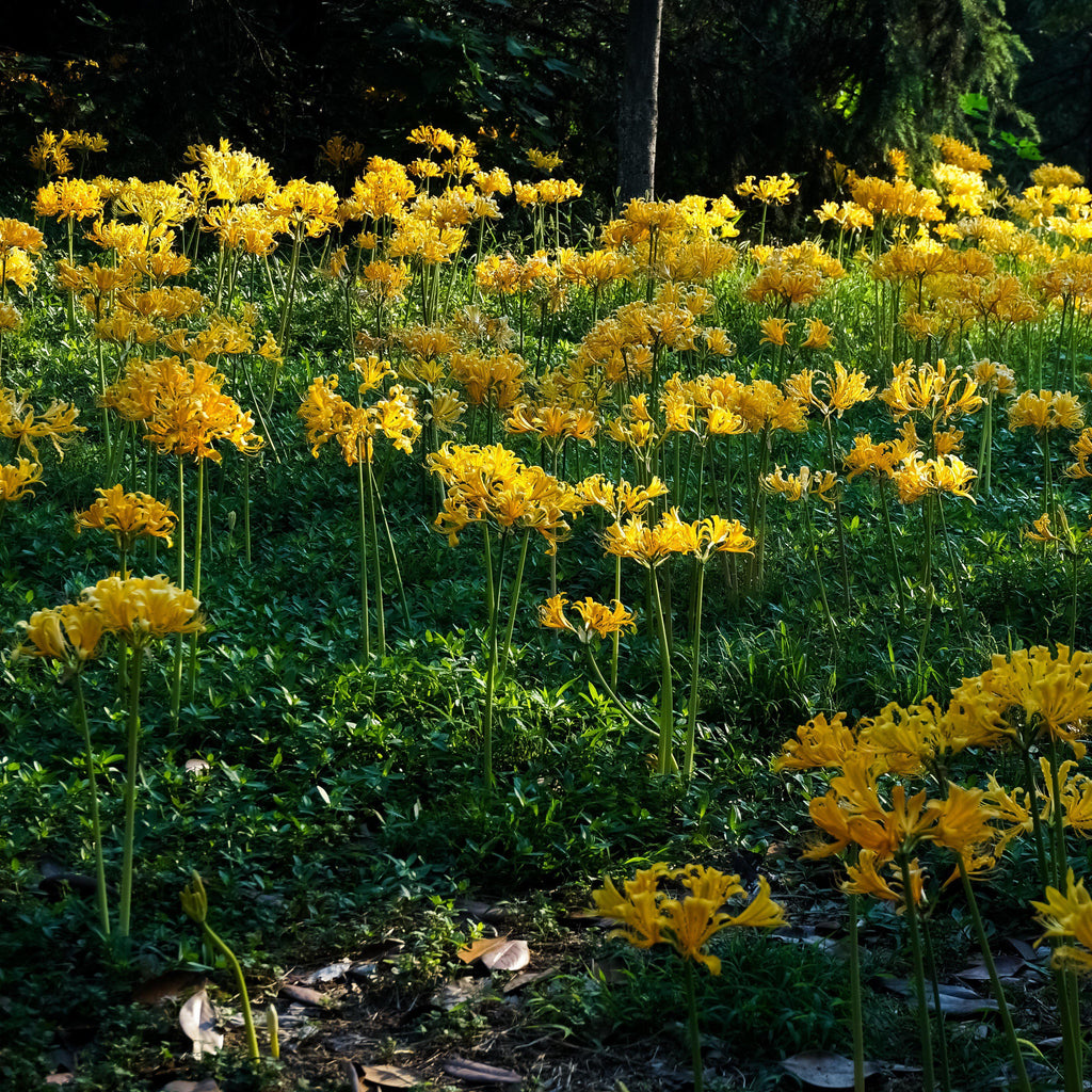 Yellow Aurea Lycoris Spider Lilies Bulbs Radiata Hurricane Lily Cluster Amayllis Growing Bonsai Roots Rhizomes Corms Tubers Potted Planting Reblooming Fragrant Garden Species Blooms Flower Seeds Plant Gardening