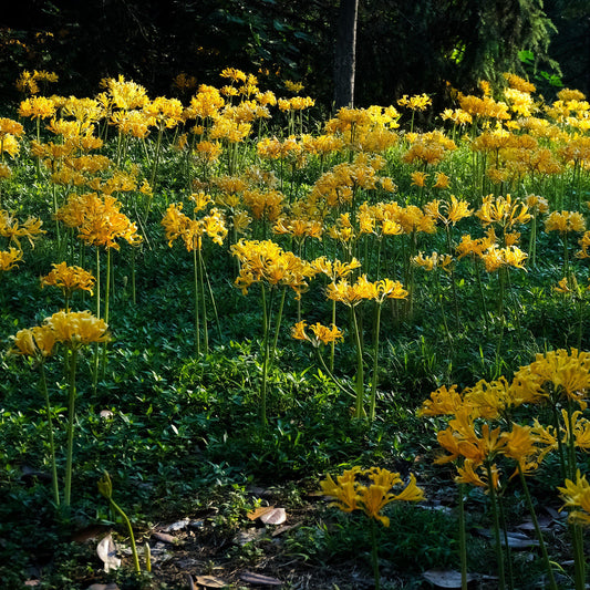 Yellow Aurea Lycoris Spider Lilies Bulbs Radiata Hurricane Lily Cluster Amayllis Growing Bonsai Roots Rhizomes Corms Tubers Potted Planting Reblooming Fragrant Garden Species Blooms Flower Seeds Plant Gardening