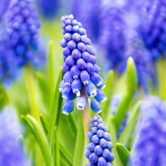 Muscari - Grape Hyacinth Blue