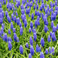 Muscari - Grape Hyacinth Blue