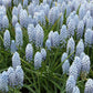 Muscari - Grape Hyacinth Valerie Finnis