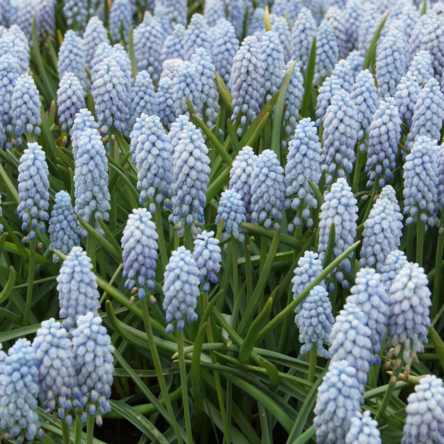 Muscari - Grape Hyacinth Valerie Finnis