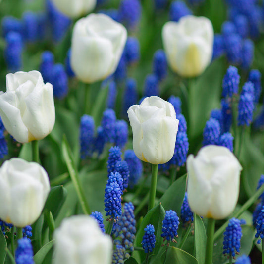 Blueberries and Cream Blend - Muscari & Tulip Bulbs Blooms Species Growing Bonsai Roots Rhizomes Corms Tubers Potted Planting Reblooming Fragrant Garden Flower Seeds Plant
