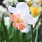 Precocious Daffodil Narcissus Bulbs Blooms Species Growing Bonsai Roots Rhizomes Corms Tubers Potted Planting Reblooming Fragrant Garden Flower Seeds Plant
