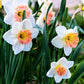 Precocious Daffodil Narcissus Bulbs Blooms Species Growing Bonsai Roots Rhizomes Corms Tubers Potted Planting Reblooming Fragrant Garden Flower Seeds Plant