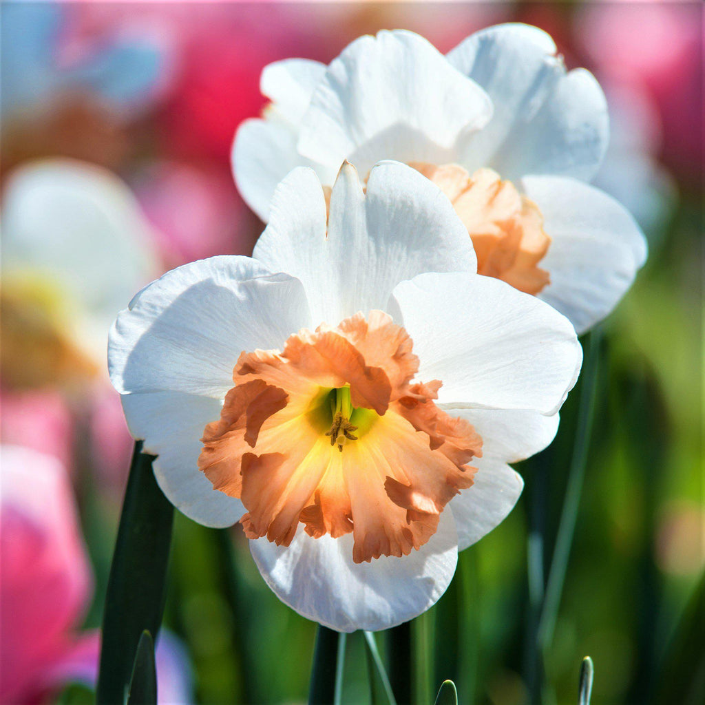 Precocious Daffodil Narcissus Bulbs Blooms Species Growing Bonsai Roots Rhizomes Corms Tubers Potted Planting Reblooming Fragrant Garden Flower Seeds Plant