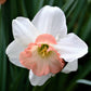 Precocious Daffodil Narcissus Bulbs Blooms Species Growing Bonsai Roots Rhizomes Corms Tubers Potted Planting Reblooming Fragrant Garden Flower Seeds Plant