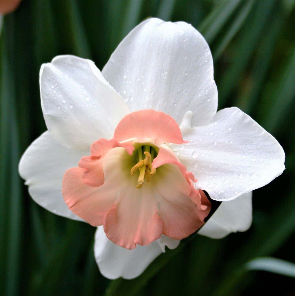 Precocious Daffodil Narcissus Bulbs Blooms Species Growing Bonsai Roots Rhizomes Corms Tubers Potted Planting Reblooming Fragrant Garden Flower Seeds Plant