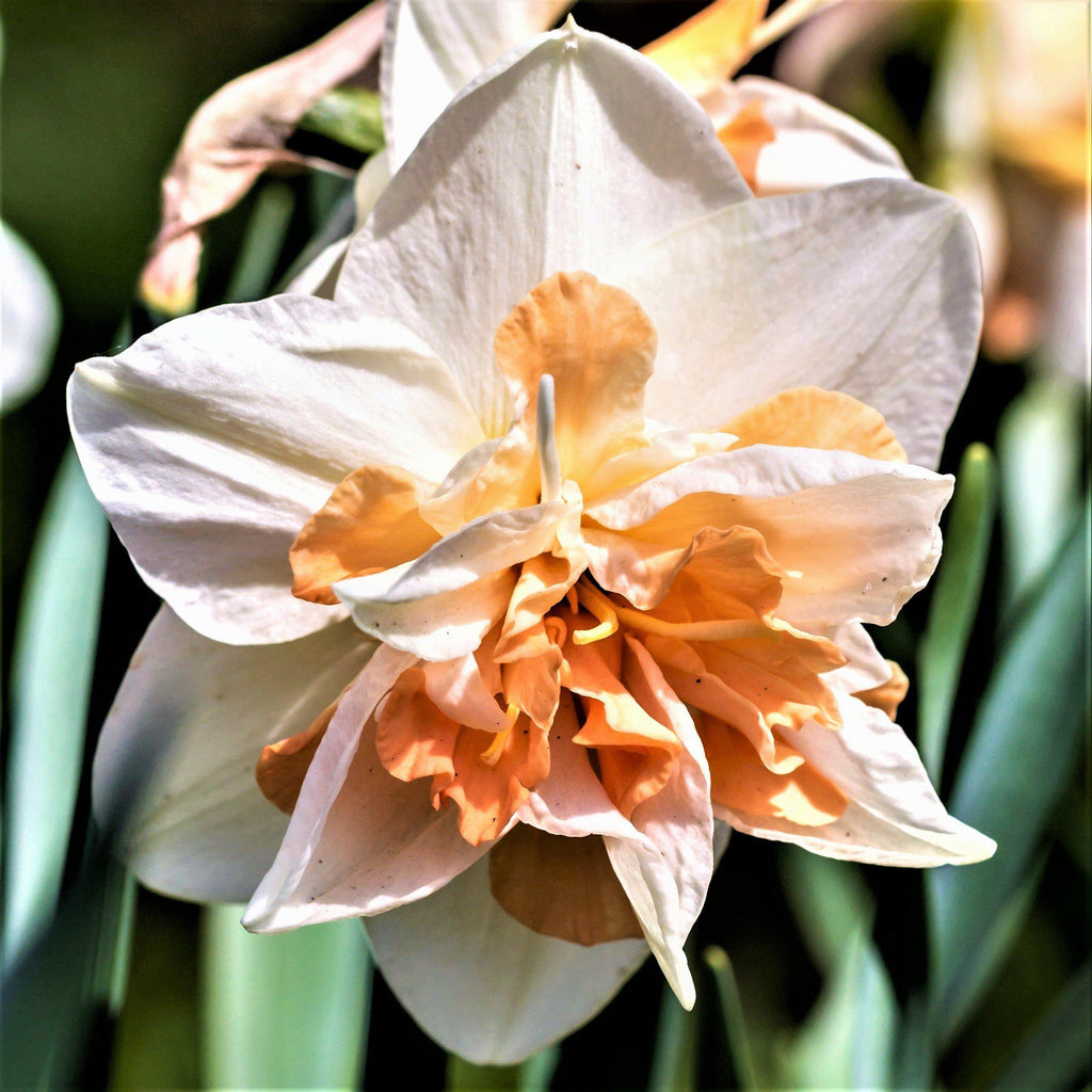 Replete Daffodil Narcissus Bulbs Blooms Species Growing Bonsai Roots Rhizomes Corms Tubers Potted Planting Reblooming Fragrant Garden Flower Seeds Plant