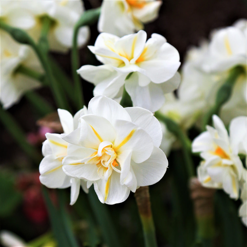 Spring Romance Blend - Tulip Bulbs & Daffodil Blooms Species Growing Bonsai Roots Rhizomes Corms Tubers Potted Planting Reblooming Fragrant Garden Flower Seeds Plant
