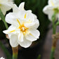 Spring Romance Blend - Tulip Bulbs & Daffodil Blooms Species Growing Bonsai Roots Rhizomes Corms Tubers Potted Planting Reblooming Fragrant Garden Flower Seeds Plant