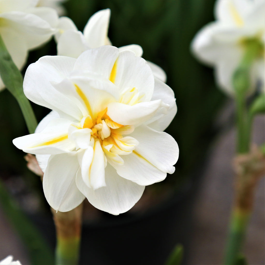Spring Romance Blend - Tulip Bulbs & Daffodil Blooms Species Growing Bonsai Roots Rhizomes Corms Tubers Potted Planting Reblooming Fragrant Garden Flower Seeds Plant