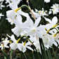 Muscari & Narcissus - Serenity Blend