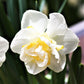 White Lion Daffodil Narcissus Bulbs Blooms Species Growing Bonsai Roots Rhizomes Corms Tubers Potted Planting Reblooming Fragrant Garden Flower Seeds Plant