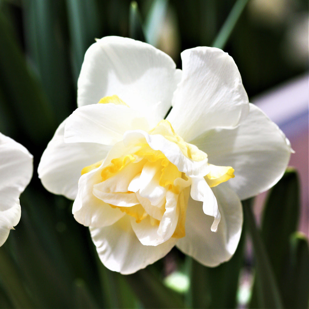 White Lion Daffodil Narcissus Bulbs Blooms Species Growing Bonsai Roots Rhizomes Corms Tubers Potted Planting Reblooming Fragrant Garden Flower Seeds Plant