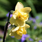 Chocolate and Vanilla Blend - Tulip Bulbs & Daffodil Blooms Species Growing Bonsai Roots Rhizomes Corms Tubers Potted Planting Reblooming Fragrant Garden Flower Seeds Plant