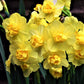 Chocolate and Vanilla Blend - Tulip Bulbs & Daffodil Blooms Species Growing Bonsai Roots Rhizomes Corms Tubers Potted Planting Reblooming Fragrant Garden Flower Seeds Plant