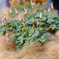 Seedsplant A005 Oxalis Adenophylla Bulbs Wood Sorrel Shamrock Perennial Growing Bonsai Roots Rhizomes Corms Tubers Potted Planting Reblooming Fragrant Garden Species Blooms Flower Seeds Plant Gardening
