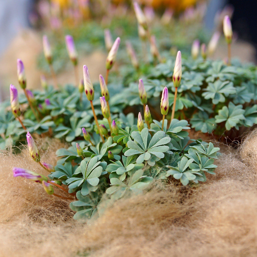 Seedsplant A005 Oxalis Adenophylla Bulbs Wood Sorrel Shamrock Perennial Growing Bonsai Roots Rhizomes Corms Tubers Potted Planting Reblooming Fragrant Garden Species Blooms Flower Seeds Plant Gardening