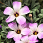Seedsplant A005 Oxalis Adenophylla Bulbs Wood Sorrel Shamrock Perennial Growing Bonsai Roots Rhizomes Corms Tubers Potted Planting Reblooming Fragrant Garden Species Blooms Flower Seeds Plant Gardening