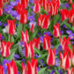 Stars & Stripes Blend - Anemone & Tulip Bulbs Blooms Species Growing Bonsai Roots Rhizomes Corms Tubers Potted Planting Reblooming Fragrant Garden Flower Seeds Plant