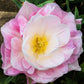 Tulip Bulbs  Angelique Blooms Species Growing Bonsai Roots Rhizomes Corms Tubers Potted Planting Reblooming Fragrant Garden Flower Seeds Plant