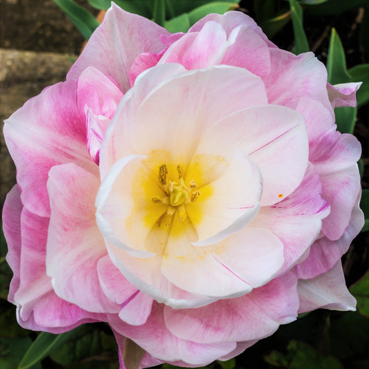 Tulip Bulbs  Angelique Blooms Species Growing Bonsai Roots Rhizomes Corms Tubers Potted Planting Reblooming Fragrant Garden Flower Seeds Plant