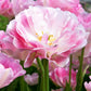 Tulip Bulbs  Angelique Blooms Species Growing Bonsai Roots Rhizomes Corms Tubers Potted Planting Reblooming Fragrant Garden Flower Seeds Plant