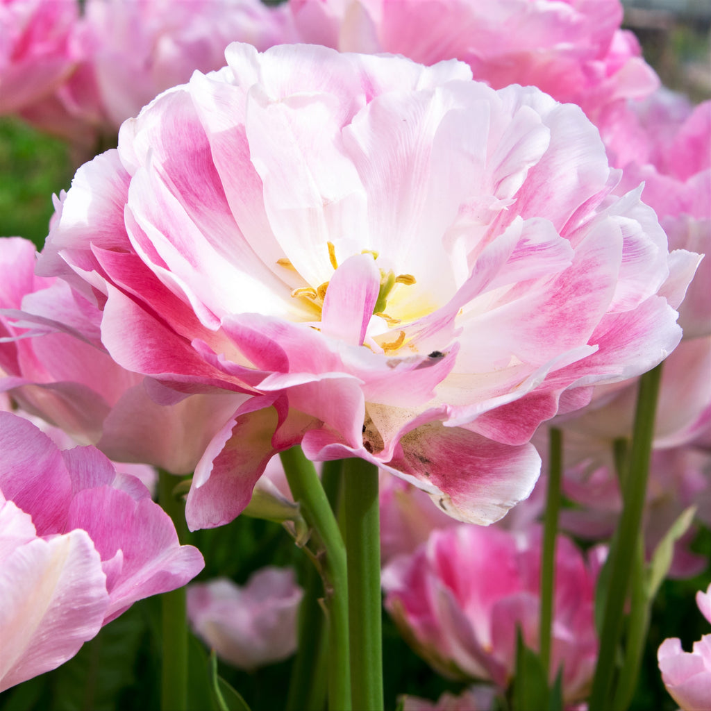 Tulip Bulbs  Angelique Blooms Species Growing Bonsai Roots Rhizomes Corms Tubers Potted Planting Reblooming Fragrant Garden Flower Seeds Plant