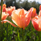 Tulip  Bulbs Apricot BeautyBlooms Species Growing Bonsai Roots Rhizomes Corms Tubers Potted Planting Reblooming Fragrant Garden Flower Seeds Plant