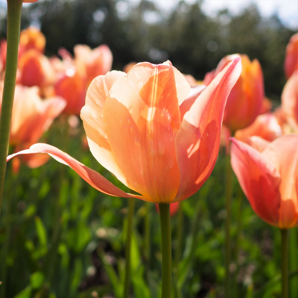Tulip  Bulbs Apricot BeautyBlooms Species Growing Bonsai Roots Rhizomes Corms Tubers Potted Planting Reblooming Fragrant Garden Flower Seeds Plant