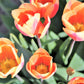 Tulip  Bulbs Apricot BeautyBlooms Species Growing Bonsai Roots Rhizomes Corms Tubers Potted Planting Reblooming Fragrant Garden Flower Seeds Plant