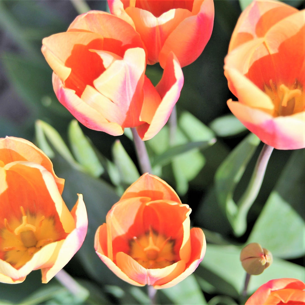 Tulip  Bulbs Apricot BeautyBlooms Species Growing Bonsai Roots Rhizomes Corms Tubers Potted Planting Reblooming Fragrant Garden Flower Seeds Plant