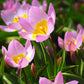Tulip Bulbs Winsome Wildings Mix Blooms Species Growing Bonsai Roots Rhizomes Corms Tubers Potted Planting Reblooming Fragrant Garden Flower Seeds Plant