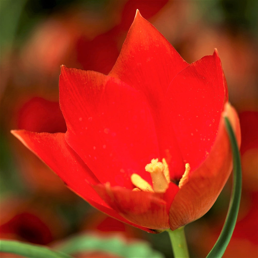 Tulip Bulbs Batalinii Red Gem  Blooms Species Growing Bonsai Roots Rhizomes Corms Tubers Potted Planting Reblooming Fragrant Garden Flower Seeds Plant