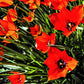 Tulip Bulbs Batalinii Red Gem  Blooms Species Growing Bonsai Roots Rhizomes Corms Tubers Potted Planting Reblooming Fragrant Garden Flower Seeds Plant