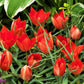 Tulip Bulbs Batalinii Red Gem  Blooms Species Growing Bonsai Roots Rhizomes Corms Tubers Potted Planting Reblooming Fragrant Garden Flower Seeds Plant