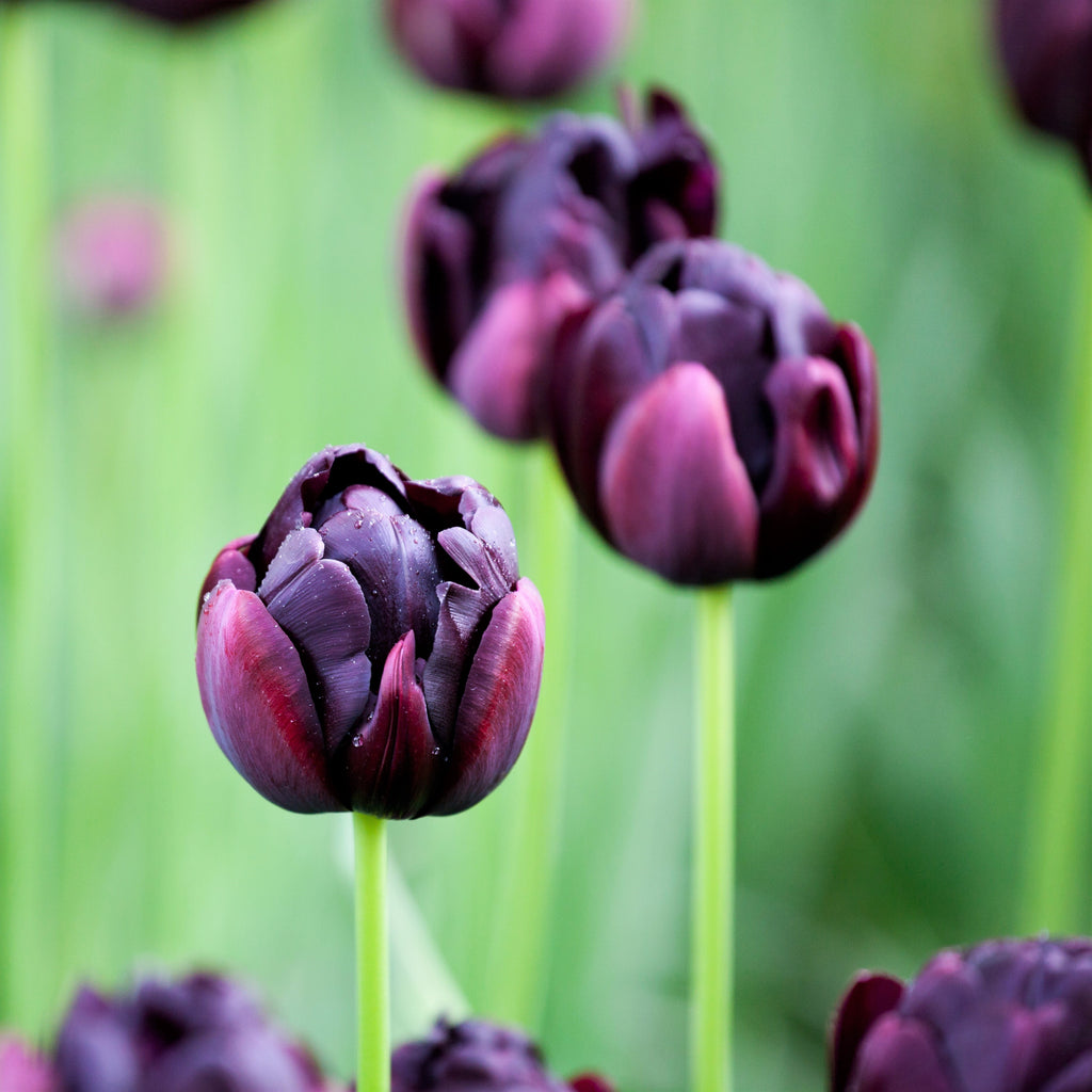 Chocolate and Vanilla Blend - Tulip Bulbs & Daffodil Blooms Species Growing Bonsai Roots Rhizomes Corms Tubers Potted Planting Reblooming Fragrant Garden Flower Seeds Plant