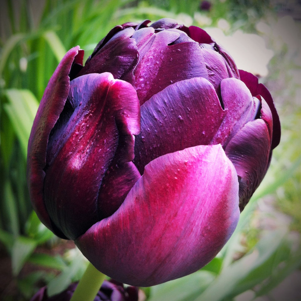 Chocolate and Vanilla Blend - Tulip Bulbs & Daffodil Blooms Species Growing Bonsai Roots Rhizomes Corms Tubers Potted Planting Reblooming Fragrant Garden Flower Seeds Plant