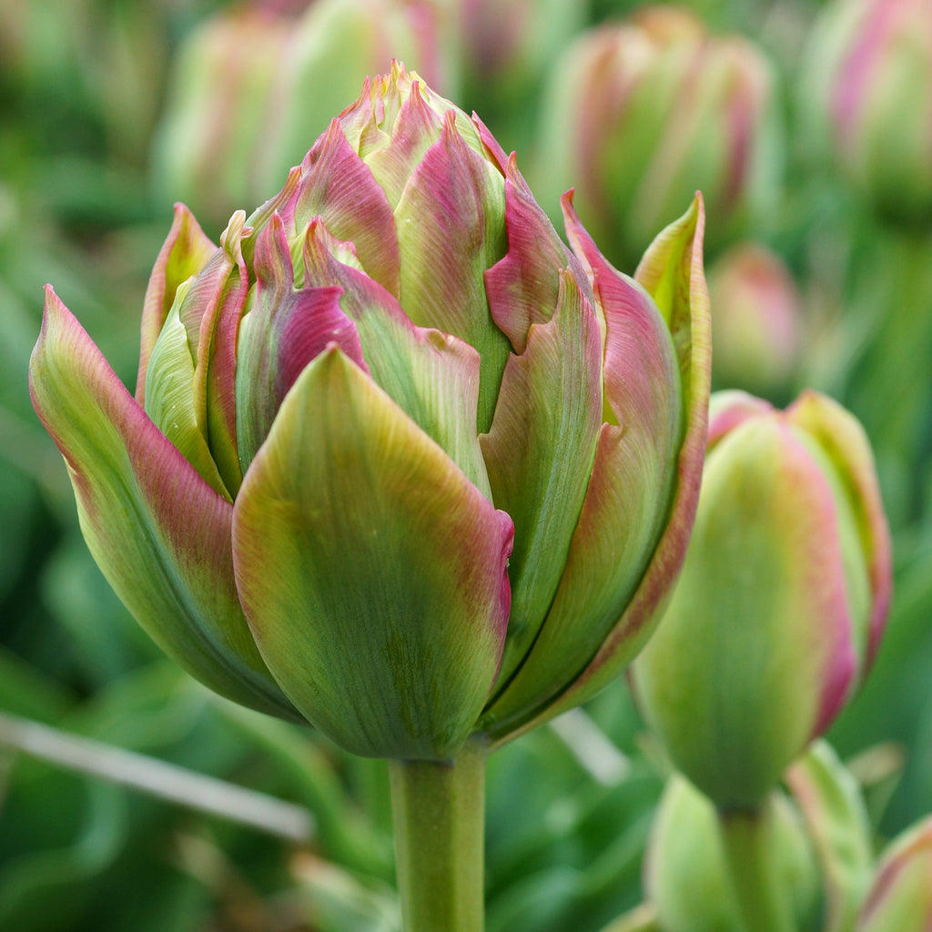 Tulip Bulbs Boa Vista Blooms Species Growing Bonsai Roots Rhizomes Corms Tubers Potted Planting Reblooming Fragrant Garden Flower Seeds Plant