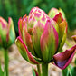 Tulip Bulbs Boa Vista Blooms Species Growing Bonsai Roots Rhizomes Corms Tubers Potted Planting Reblooming Fragrant Garden Flower Seeds Plant