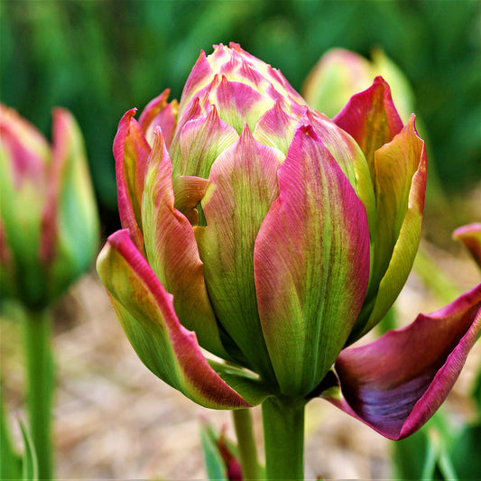 Tulip Bulbs Boa Vista Blooms Species Growing Bonsai Roots Rhizomes Corms Tubers Potted Planting Reblooming Fragrant Garden Flower Seeds Plant