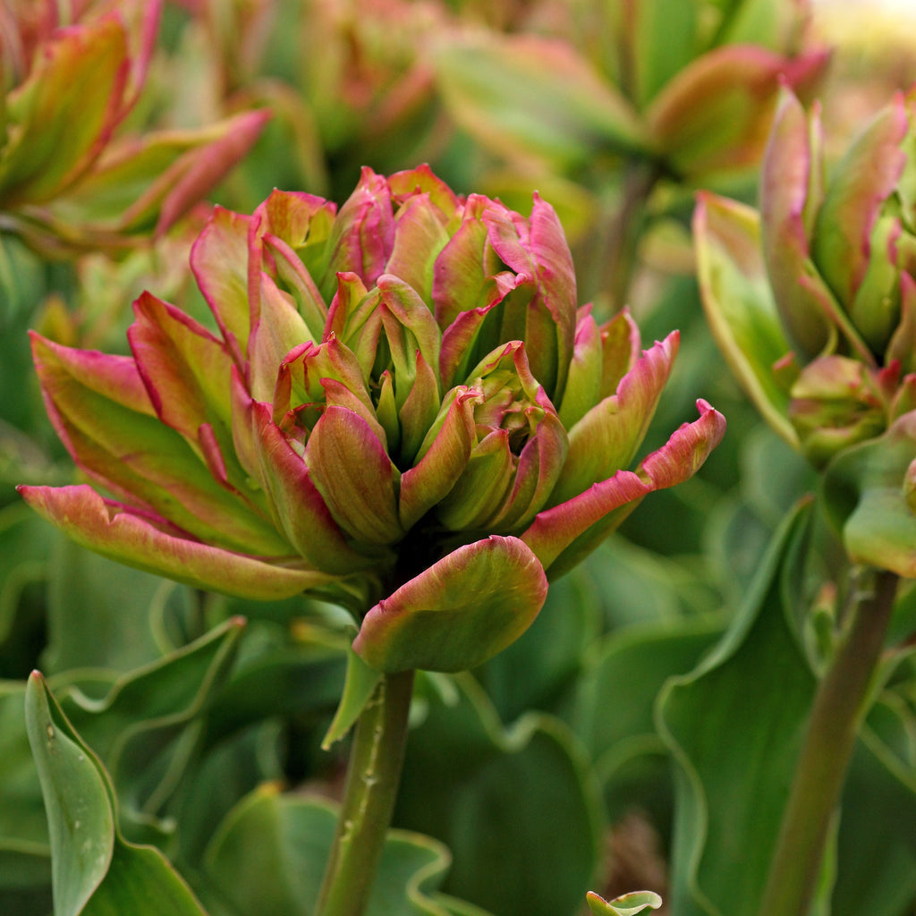 Tulip Bulbs Boa Vista Blooms Species Growing Bonsai Roots Rhizomes Corms Tubers Potted Planting Reblooming Fragrant Garden Flower Seeds Plant