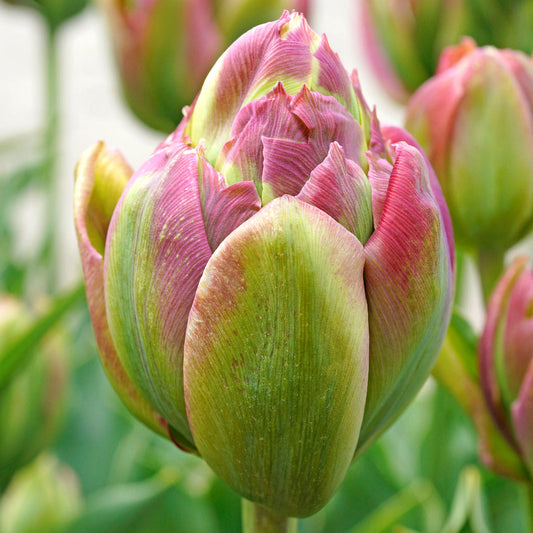 Tulip Bulbs Boa Vista Blooms Species Growing Bonsai Roots Rhizomes Corms Tubers Potted Planting Reblooming Fragrant Garden Flower Seeds Plant